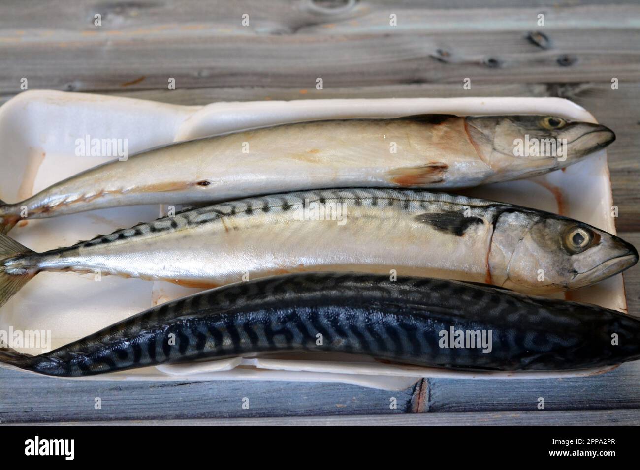 Makrelenfische, roh, roh, verschiedene Arten von pelagischen Fischen, meist aus der Familie Scombridae, Makrelenarten haben typischerweise tief gespaltene Schwänze Stockfoto