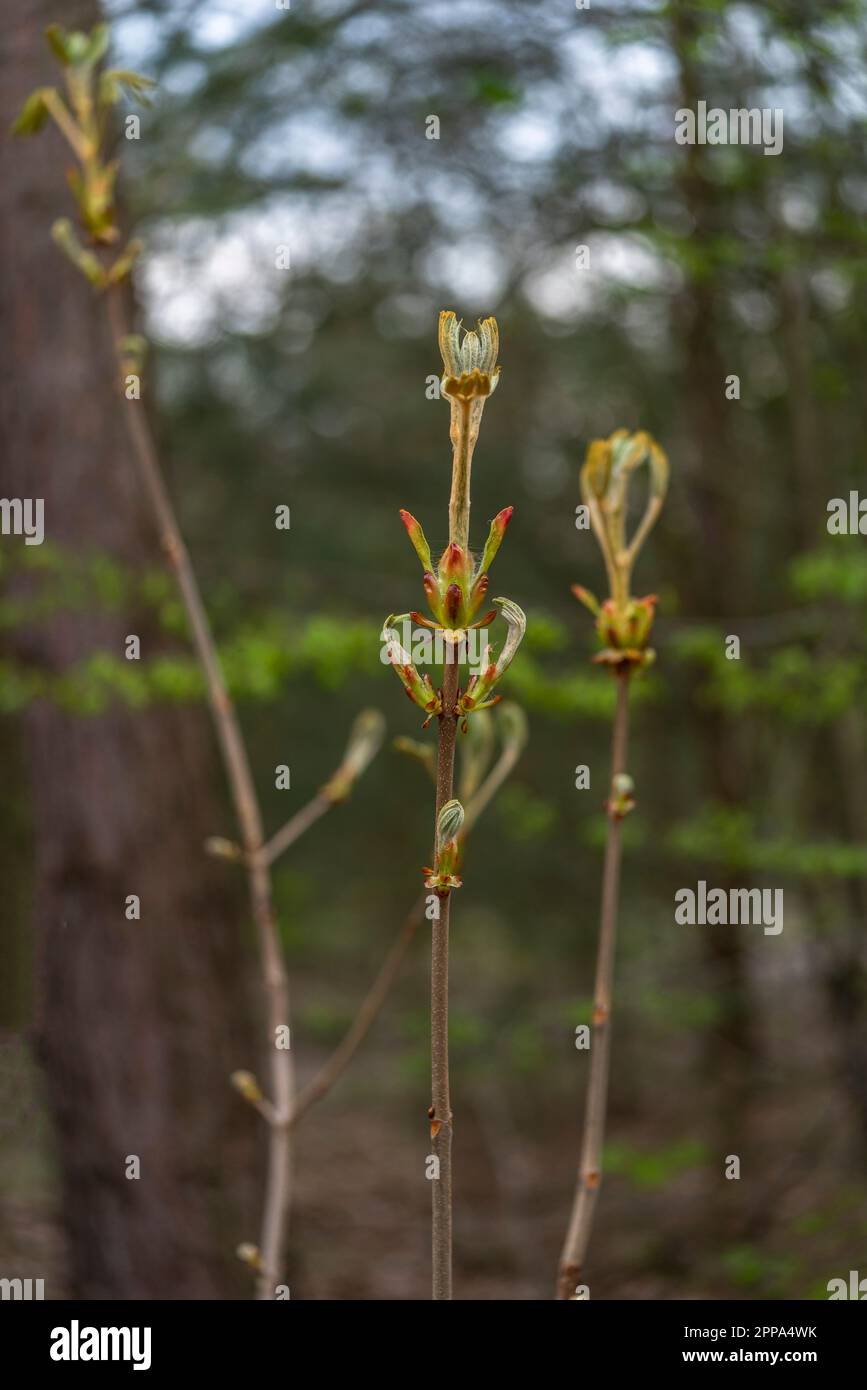 Aufstrebende Blätter einer jungen Rosskastanienbaumknospe (Aesculus hippocastanum), auch Konkerbaum genannt, im Frühling in Deutschland, Europa Stockfoto
