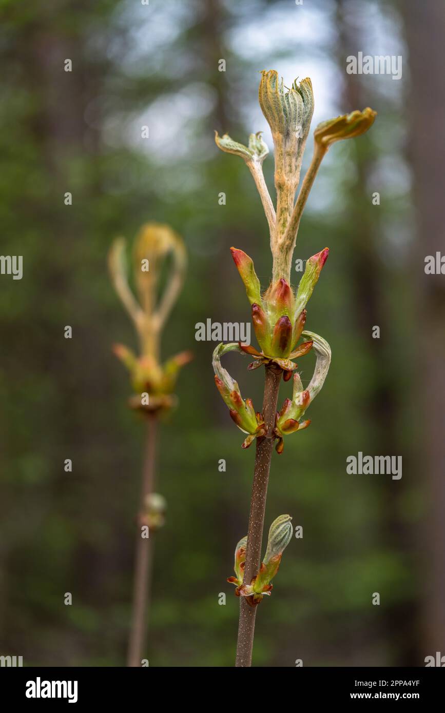 Aufstrebende Blätter einer jungen Rosskastanienbaumknospe (Aesculus hippocastanum), auch Konkerbaum genannt, im Frühling in Deutschland, Europa Stockfoto