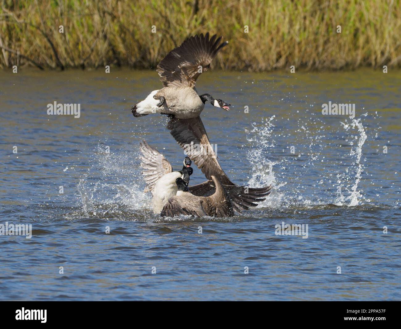 Eine Gruppe kanadischer Gänse, die kämpfen Stockfoto