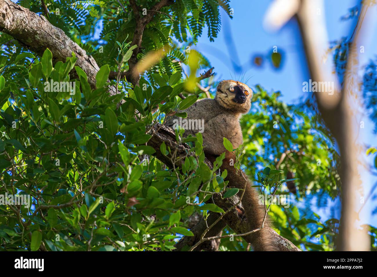 Brauner Lemur oder Eulemur fulvus, der auf einem Baum sitzt, Madagaskar, Afrika Stockfoto
