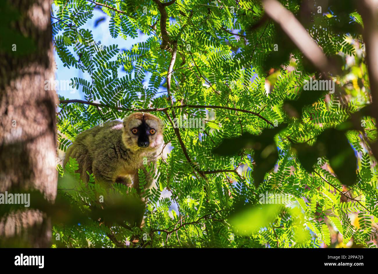 Brauner Lemur oder Eulemur fulvus, der auf einem Baum sitzt, Madagaskar, Afrika Stockfoto