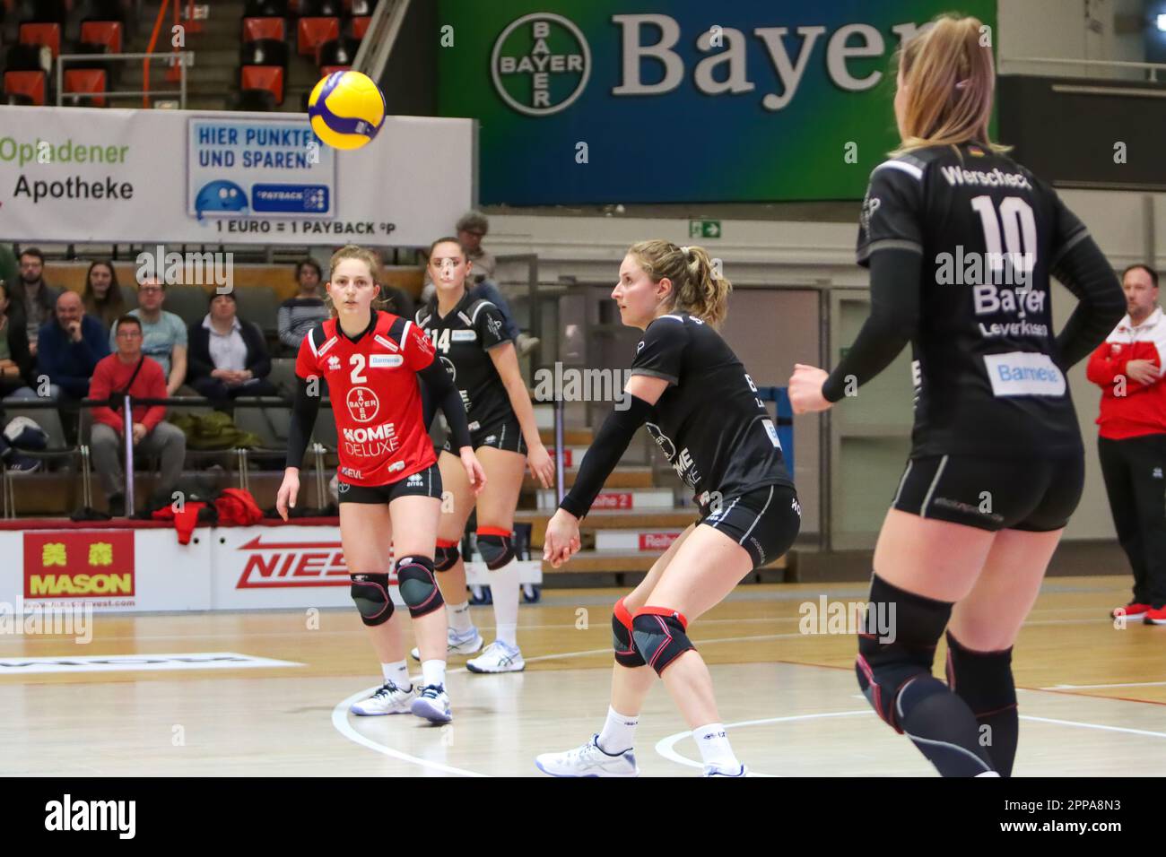 Volleyball 2. Bundesliga Nord Frauen. Bayer Volleys - Stralsunder Wildcats 22.04.2023, Meisterschaftsentscheidung. Stockfoto