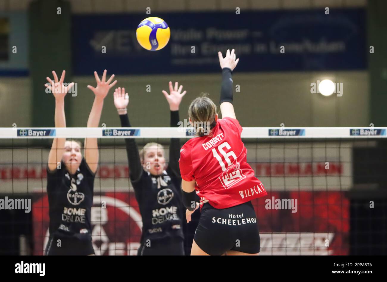 Volleyball 2. Bundesliga Nord Frauen. Bayer Volleys - Stralsunder Wildcats 22.04.2023, Meisterschaftsentscheidung. Stockfoto