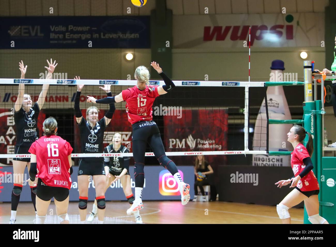 Volleyball 2. Bundesliga Nord Frauen. Bayer Volleys - Stralsunder Wildcats 22.04.2023, Meisterschaftsentscheidung. Stockfoto