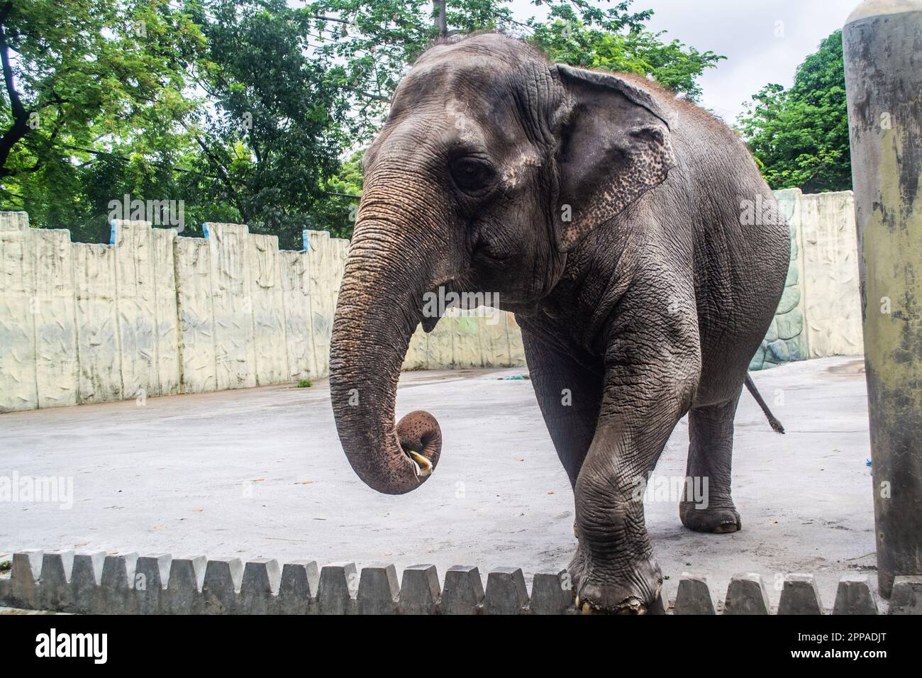 Mali ist die einzige Elefantenattraktion im Manila Zoo auf den Philippinen Stockfoto