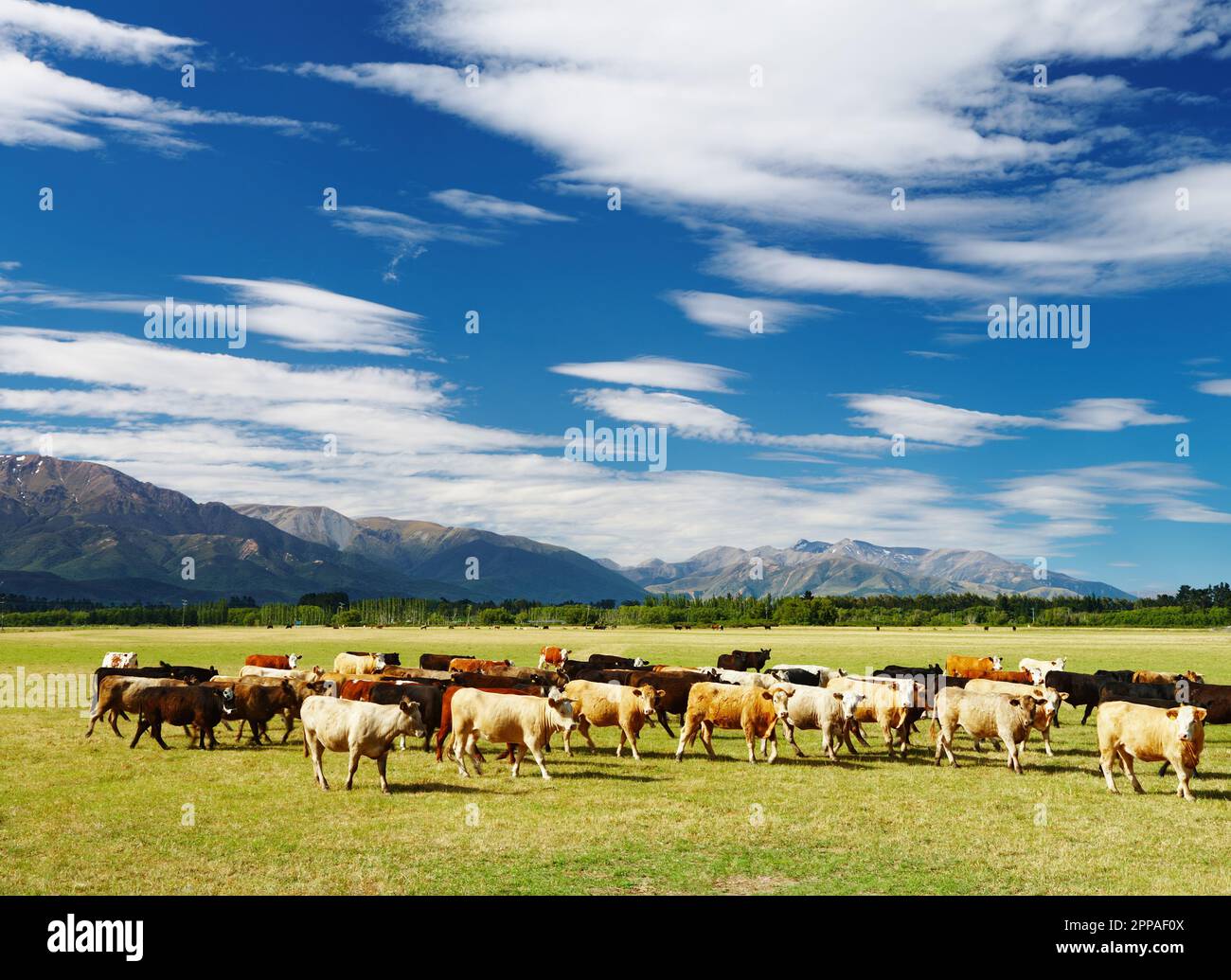 Ländliche Landschaft mit Kuhherden, Neuseeland Stockfoto