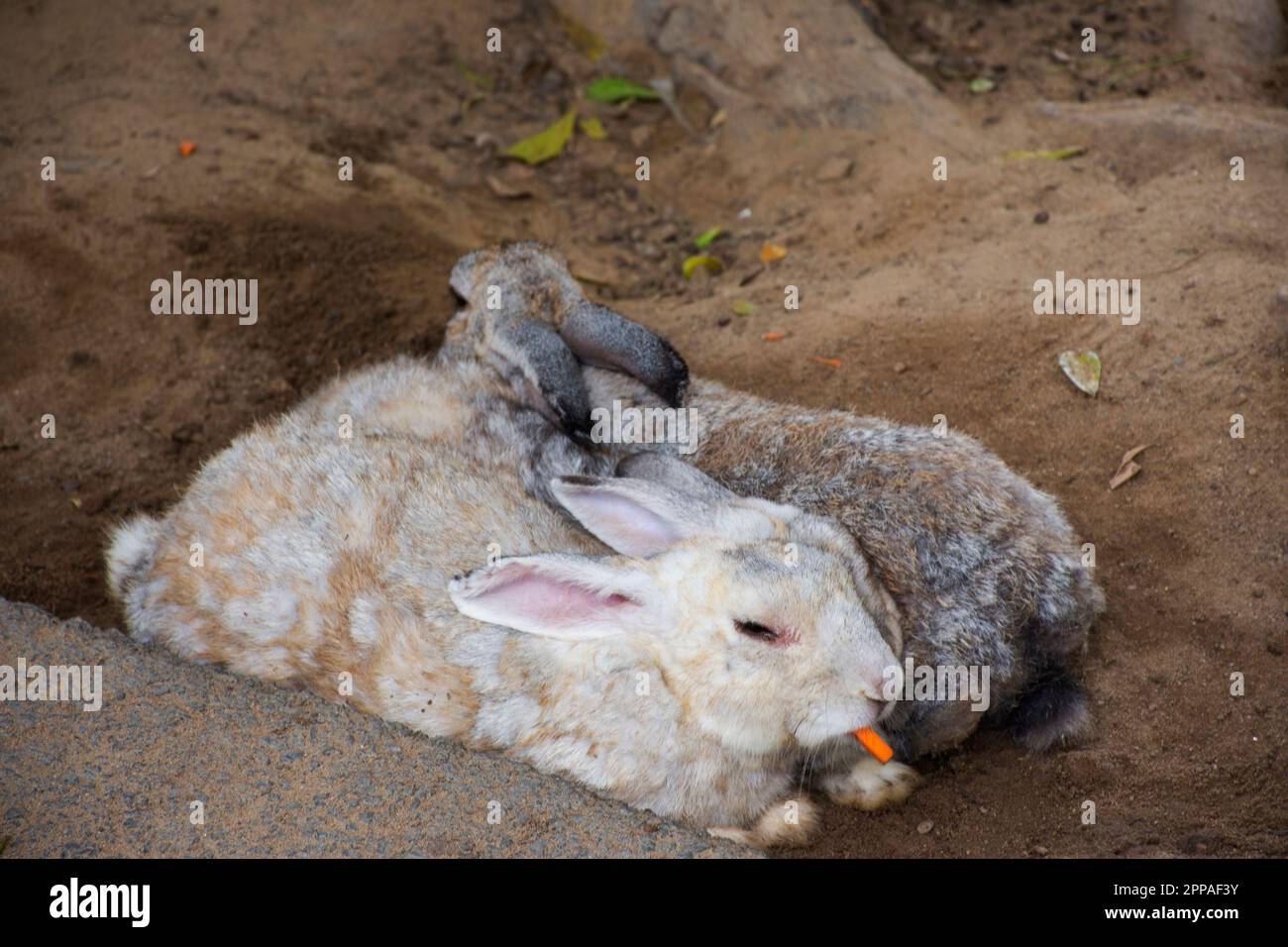 Kaninchen oder Hasen Familie in Käfig, die auf thai-Leute und ausländische Reisende wartet, besuchen sie und spielen Fütterungsessen bei Safari und Zoo in Nakhon Pathom , Stockfoto