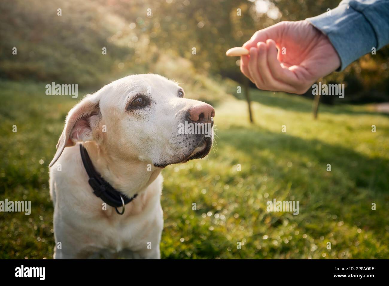 Ein Mann mit seinem gehorsamen Hund auf der Wiese. Der süße labrador Retriever schaut auf seine Haustierhandhand und gibt ihm Kekse als Belohnung. Stockfoto