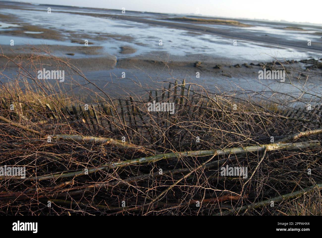 Zur Abwehr der Küstenerosion auf den intertidalen Schlammflächen in der Abendsonne aufgebrachte Laubbäume. Hazelwood Marshes. 15. Februar 2023 Stockfoto