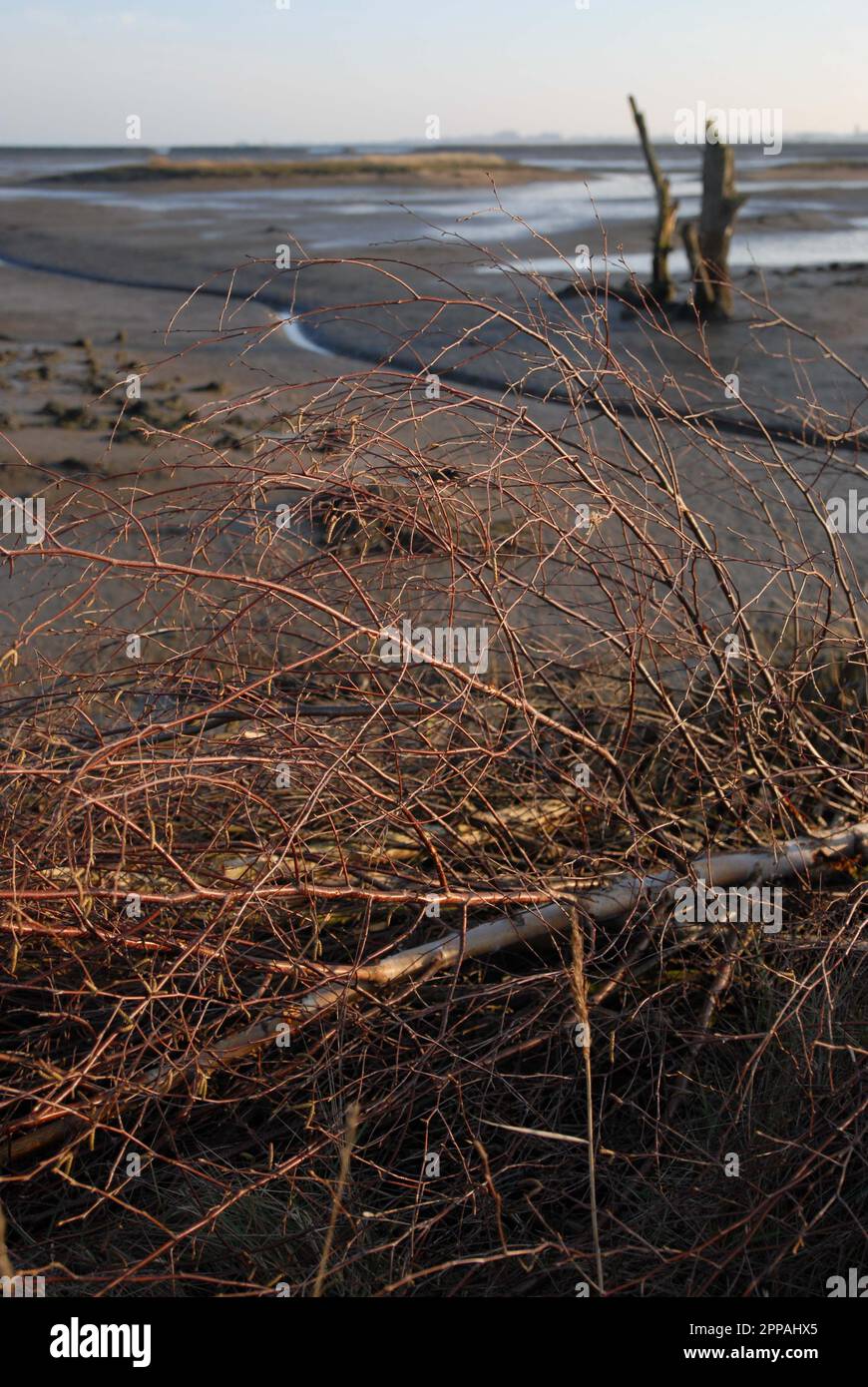 Das Laub als Schutz gegen die Küstenerosion mit salzbedeckten Bäumen auf intertidalen Schlammflächen in der Abendsonne. Hazelwood Marshes 15. Februar 2023. Stockfoto