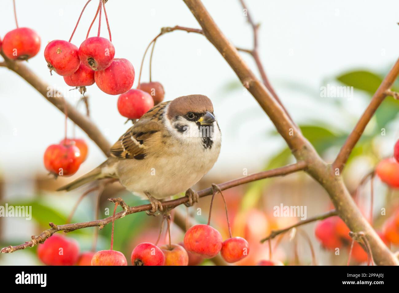 Eurasischer Baumspatz in einem Apfelbaum mit reifen roten Äpfeln Stockfoto