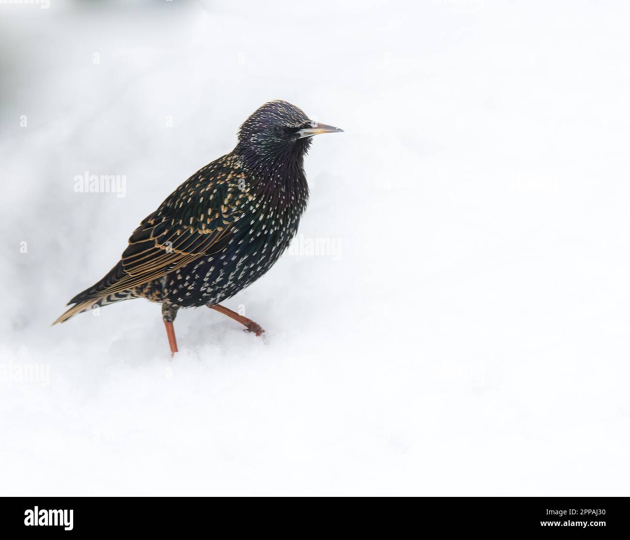 Nahaufnahme eines Starling Vogel im Schnee Stockfoto