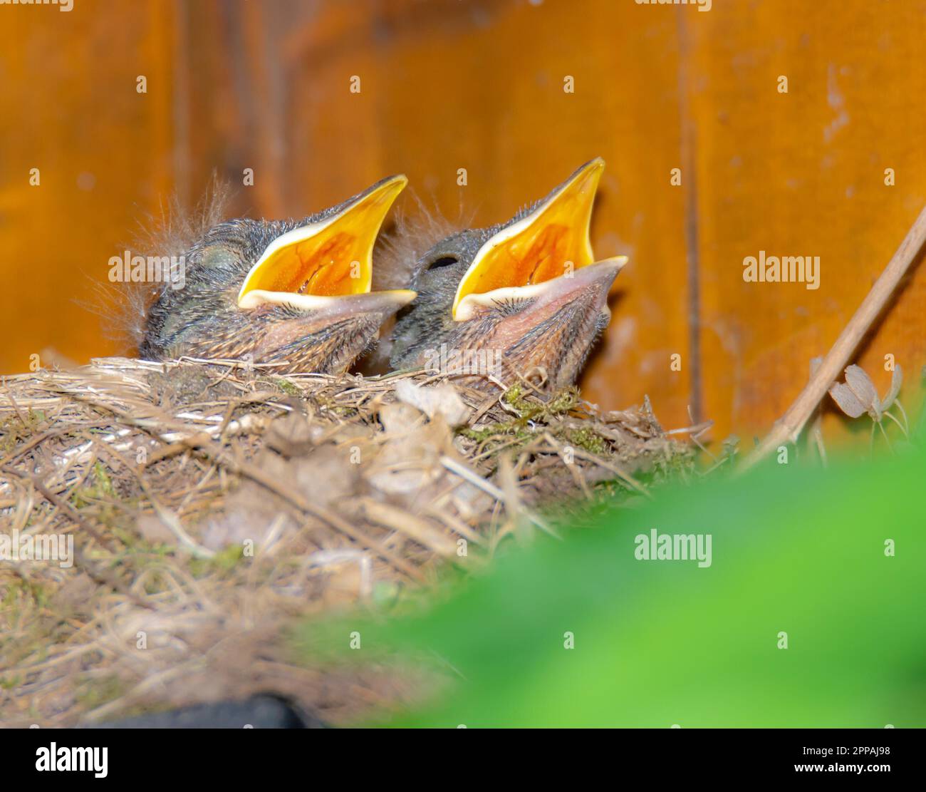 Nahaufnahme von baby Amseln im Nest Stockfoto