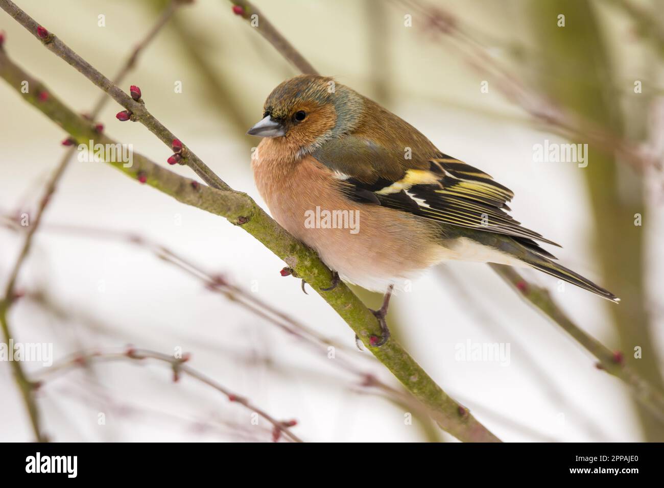 Closeupo der männlichen Buchfink Vogel sitzt auf einem Ast Stockfoto