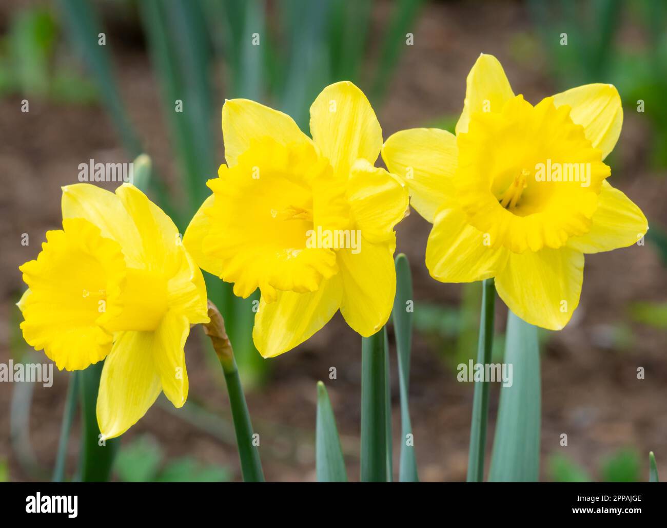 Nahaufnahme von Narzisse Blüten Stockfoto