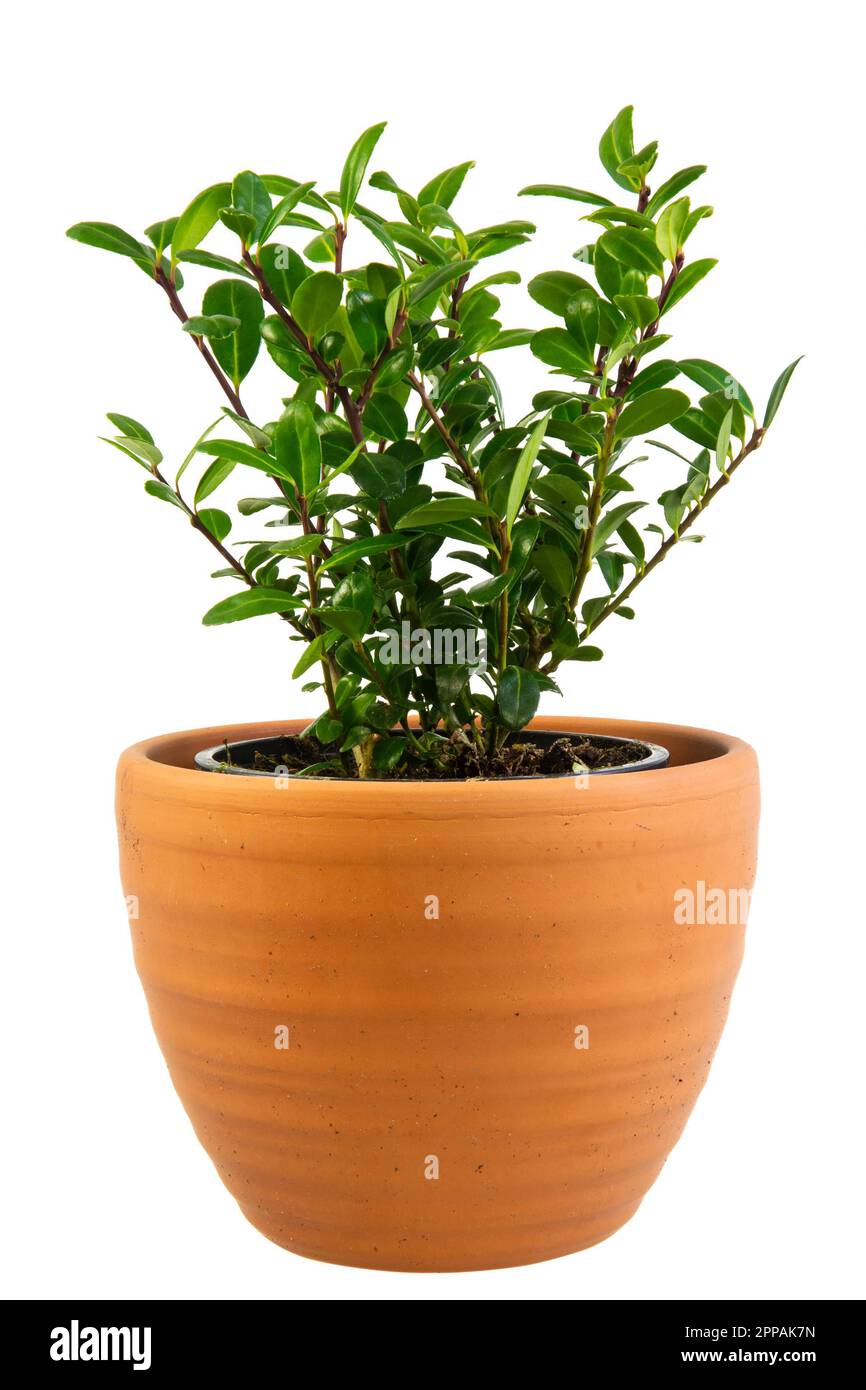 Nahaufnahme eines isolierten Topfpflanzen Ilex meserveae Bush Stockfoto