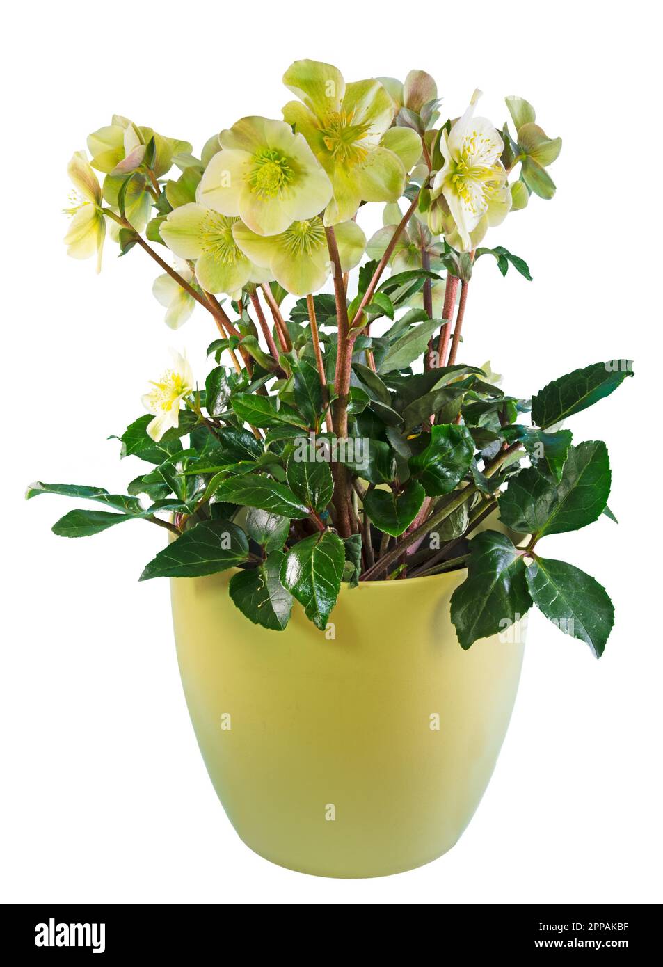 Nahaufnahme von Topfpflanzen isoliert Weihnachten Rose Blume Stockfoto