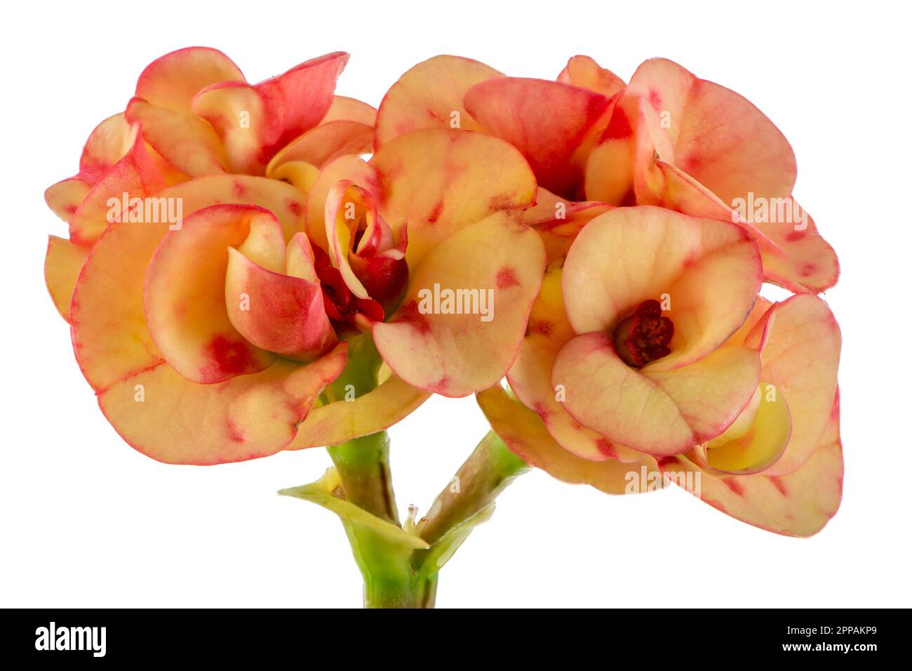 Isolierte Christus Thorn (Euphorbia) Blüte Stockfoto