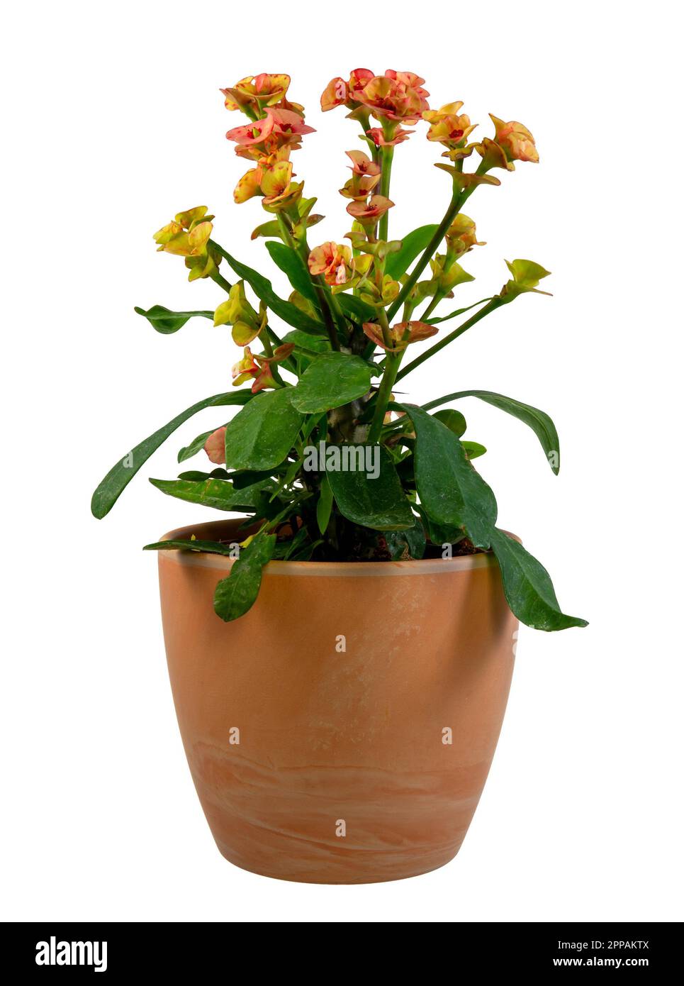 Isolierte Christus Thorn (Euphorbia) Blüte Stockfoto