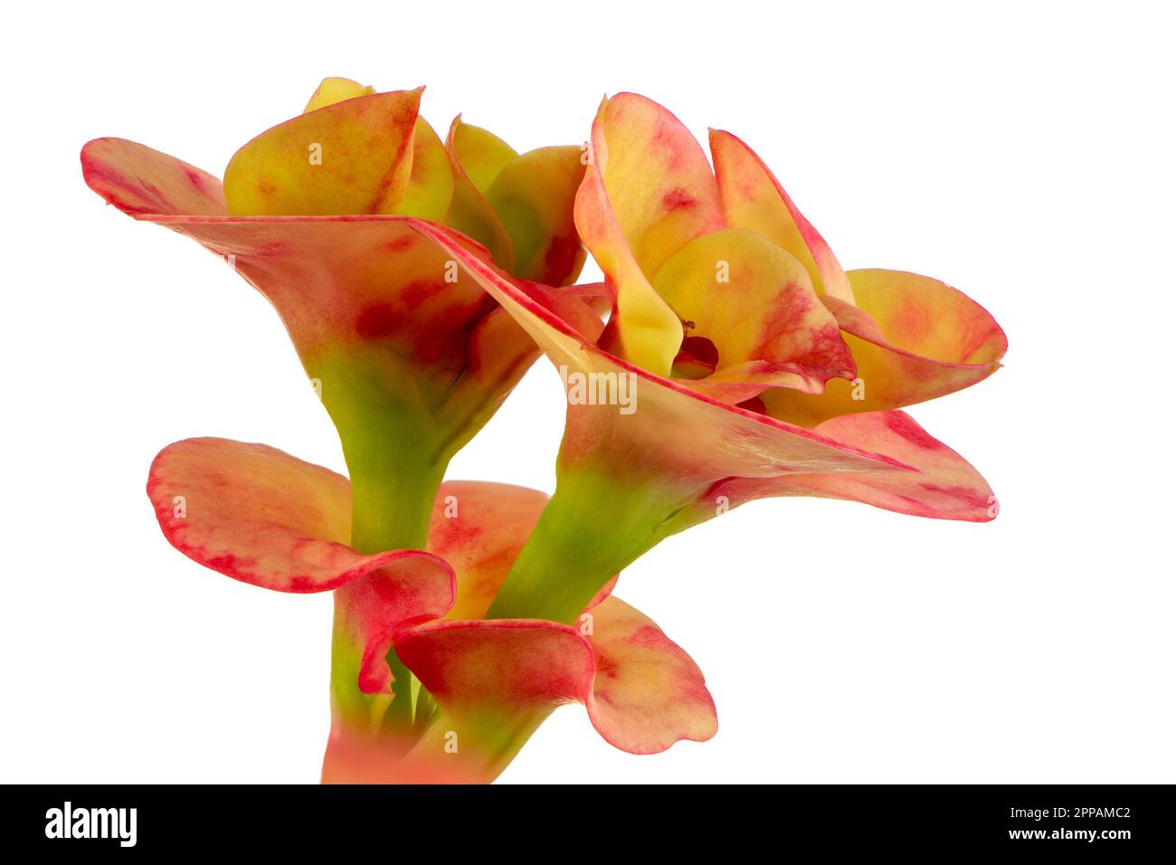 Isolierte Christus Thorn (Euphorbia) Blüte Stockfoto