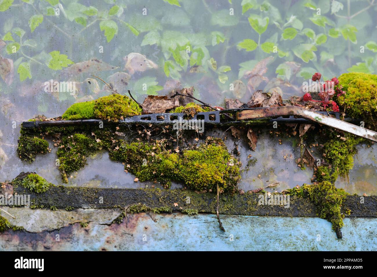 Edinburgh Scotland, Vereinigtes Königreich, 23. April 2023. Ein blauer Wohnwagen in Leith, der seit einer Generation verlassen wurde und vom grünen Laub übernommen wurde. Live-Nachrichten von sst/alamy Stockfoto