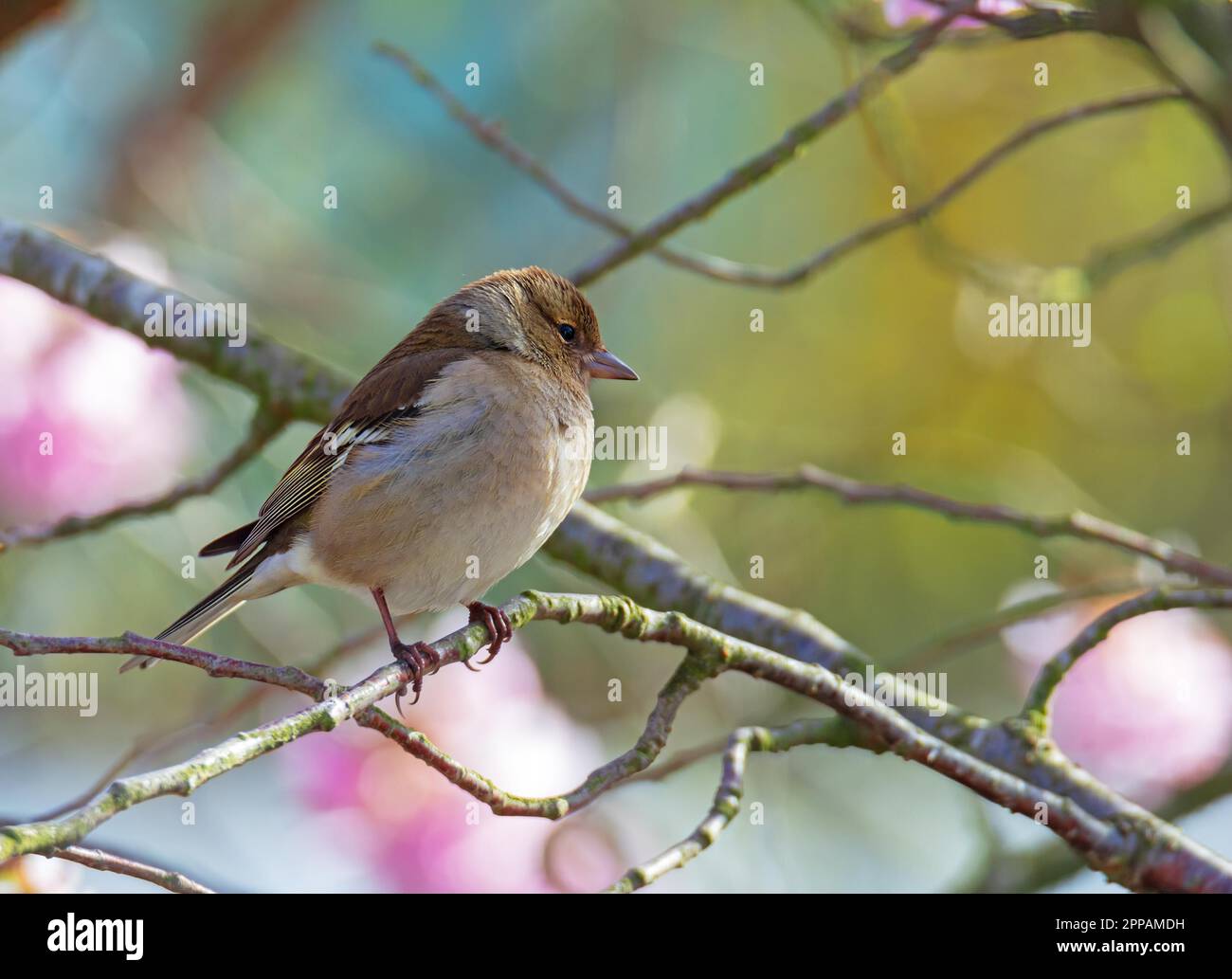 Weiblicher Buchfink (Fringilla coelebs), der auf dem Zweig eines Baumes sitzt Stockfoto
