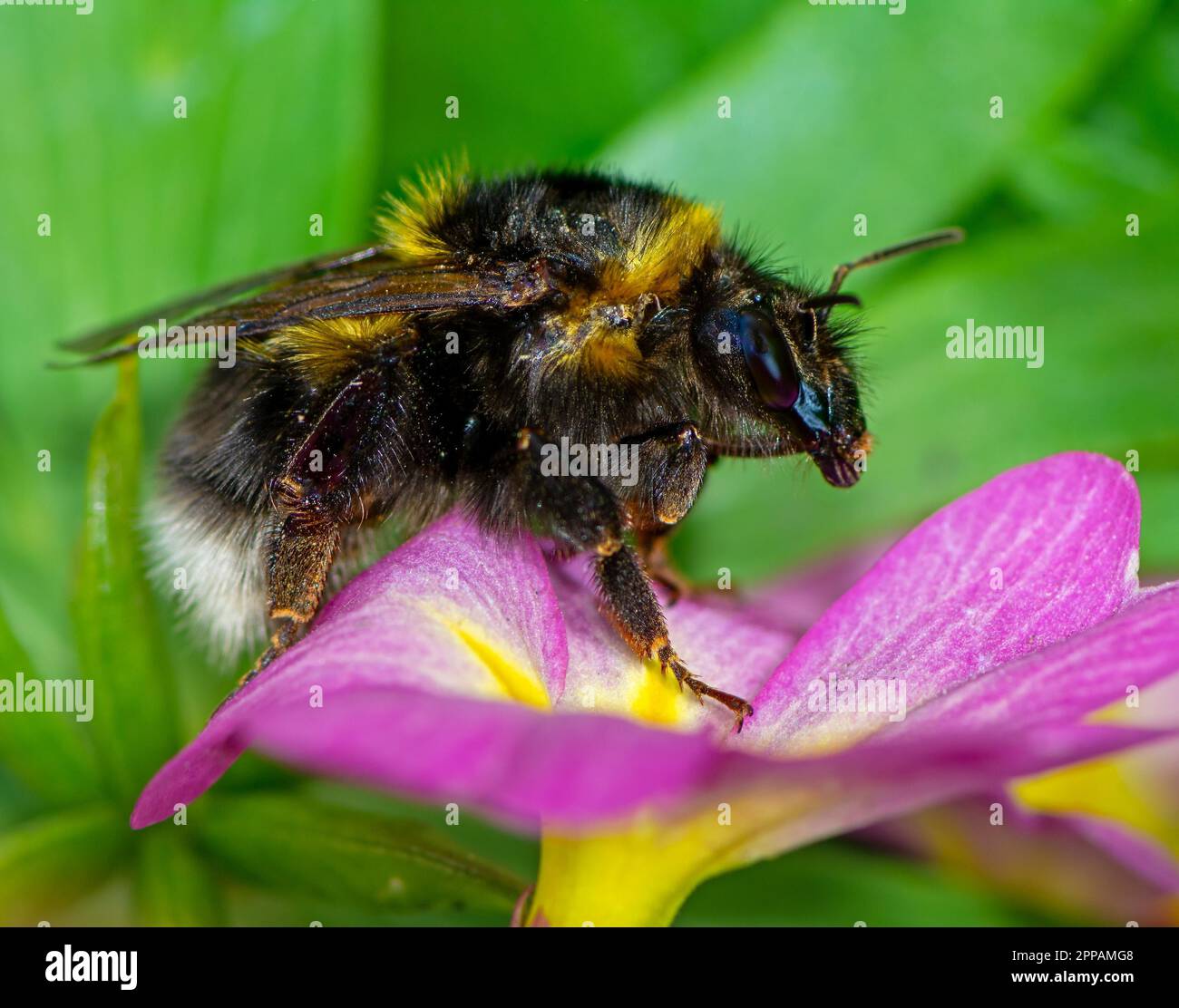 Makro einer nördlichen Hummel (Bombus magnus) Stockfoto