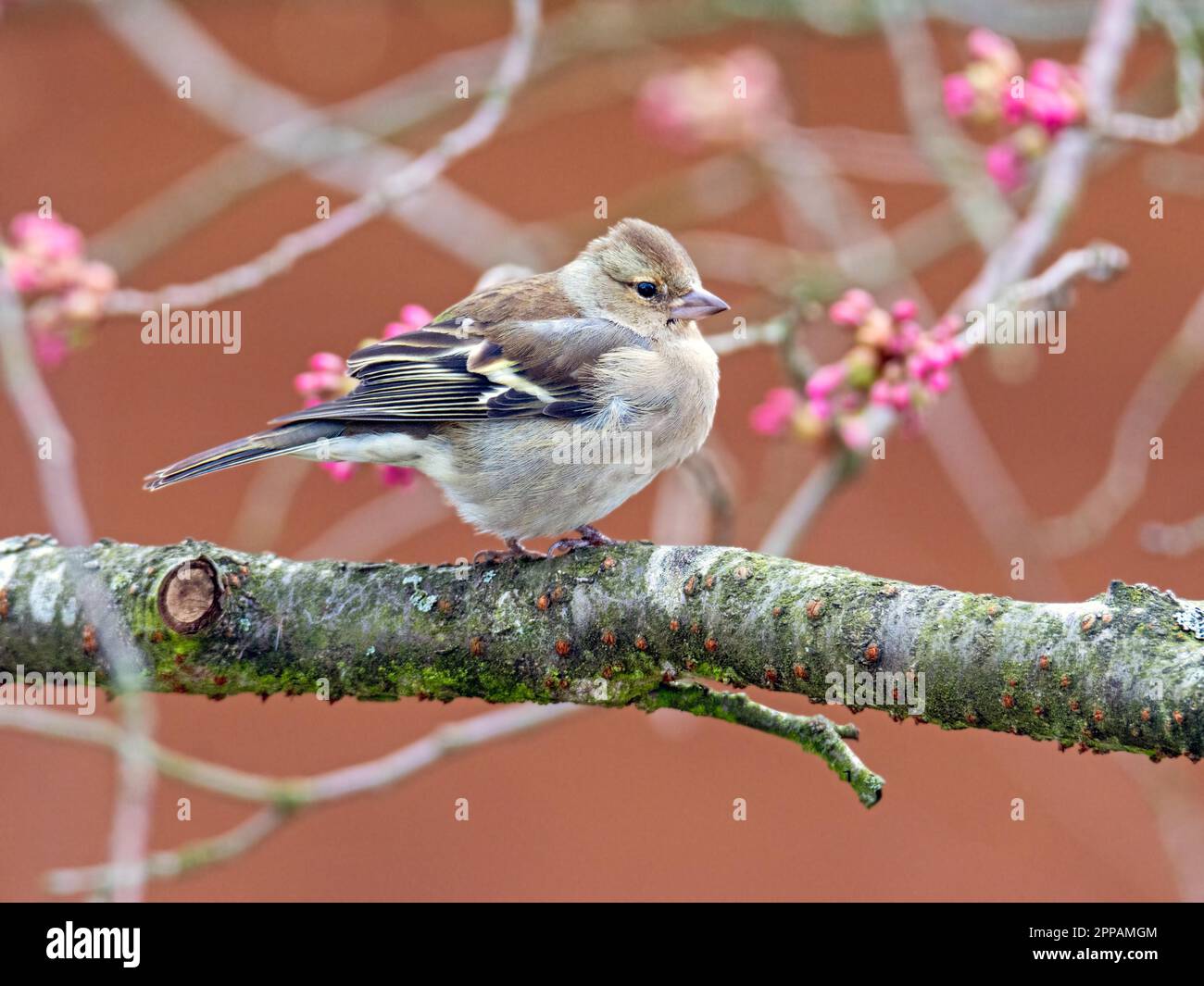 Weiblicher Buchfink (Fringilla coelebs), der auf dem Zweig eines Baumes sitzt Stockfoto