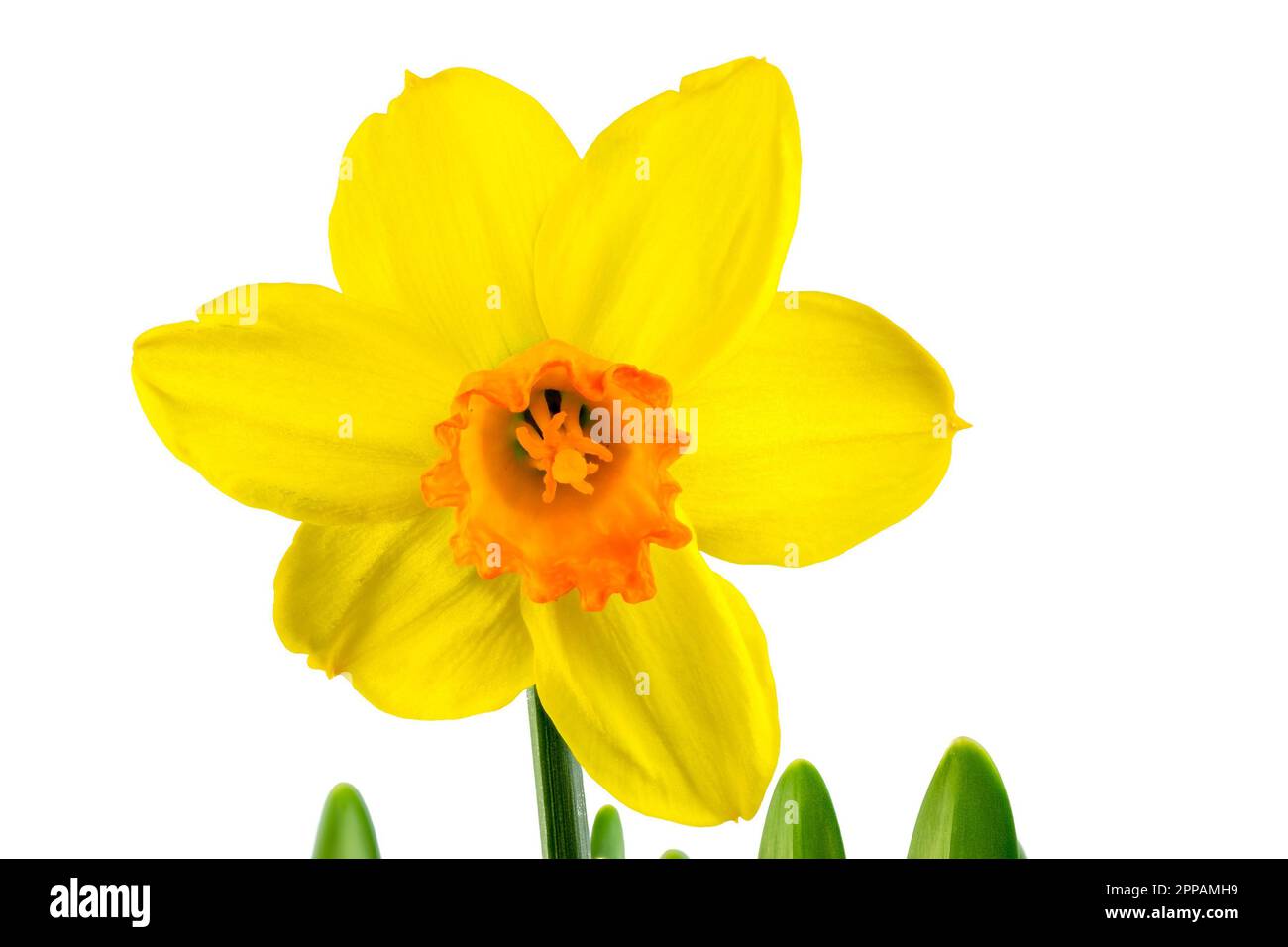 Makro einer isolierten gelbe Narzisse Blume Blüte Stockfoto