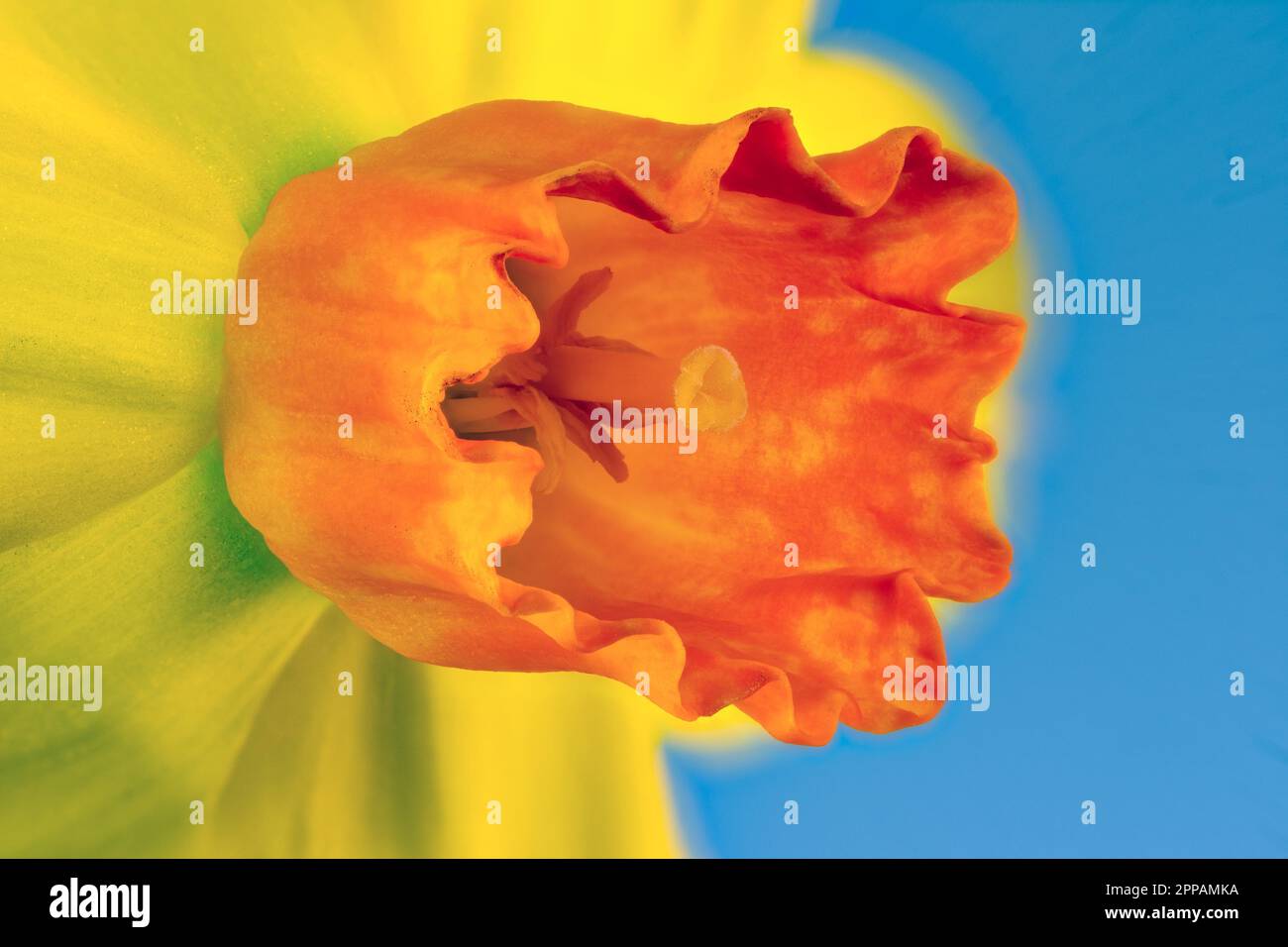 Makro einer gelben Narbenblüte Stockfoto