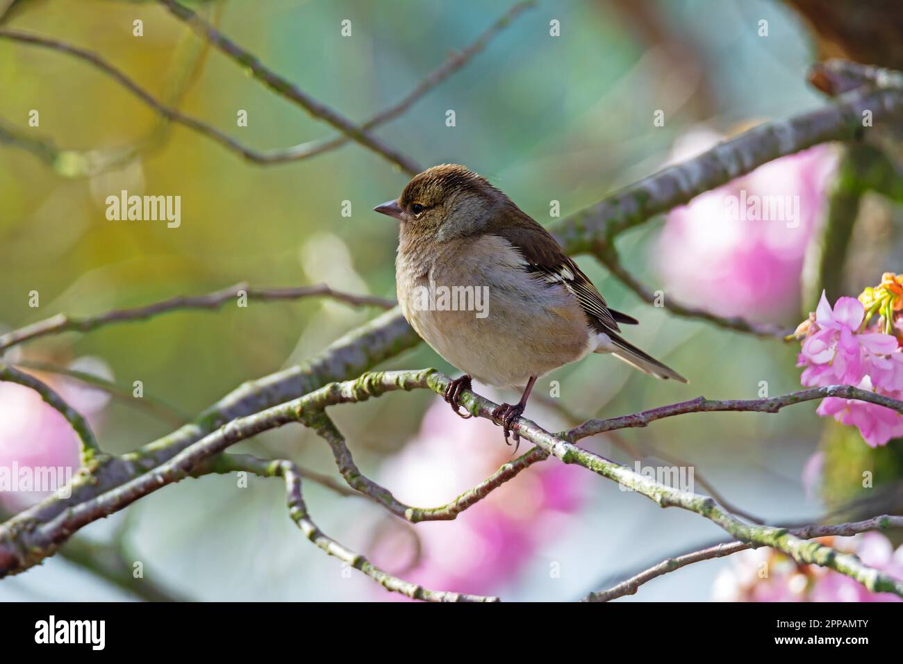 Weiblicher Buchfink (Fringilla coelebs), der auf dem Zweig eines Baumes sitzt Stockfoto