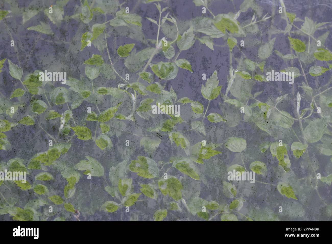 Edinburgh Scotland, Vereinigtes Königreich, 23. April 2023. Ein blauer Wohnwagen in Leith, der seit einer Generation verlassen wurde und vom grünen Laub übernommen wurde. Live-Nachrichten von sst/alamy Stockfoto