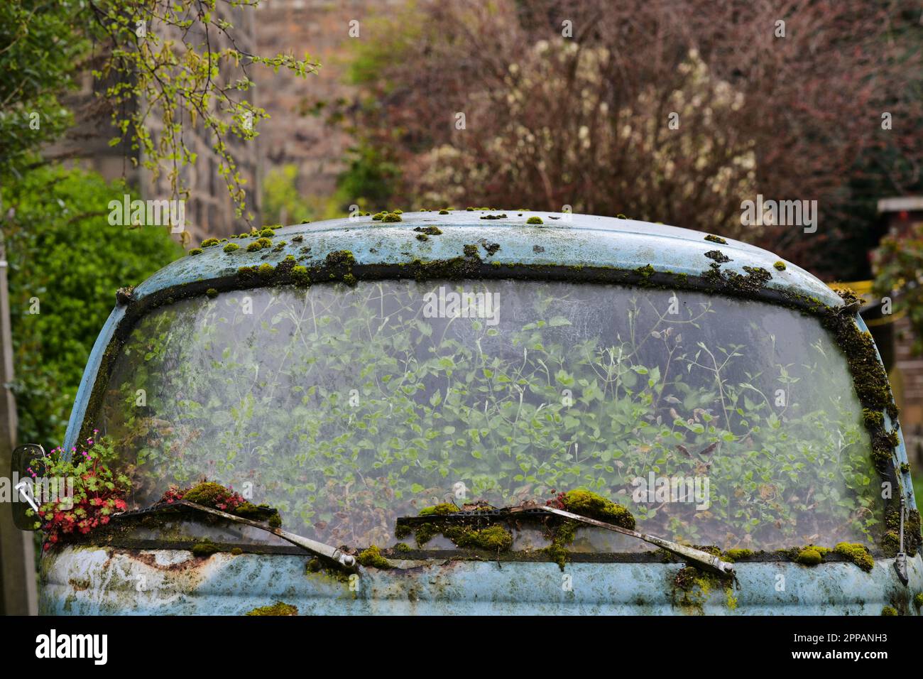Edinburgh Scotland, Vereinigtes Königreich, 23. April 2023. Ein blauer Wohnwagen in Leith, der seit einer Generation verlassen wurde und vom grünen Laub übernommen wurde. Live-Nachrichten von sst/alamy Stockfoto
