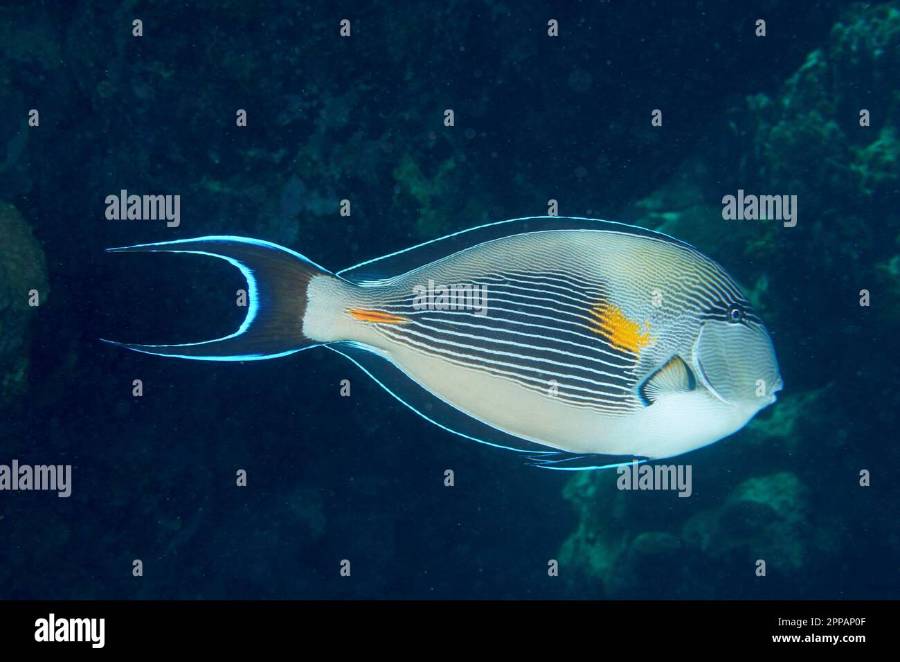 Chirurg des Roten Meeres-Clowns (Acanthurus sohal), Tauchplatz am Torfa Lassal Riff, El Quesir, Rotes Meer, Ägypten Stockfoto
