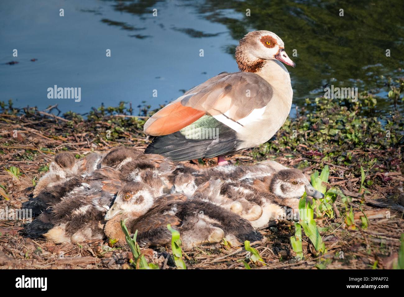 Eine Muttergans, die ihre kleinen Küken beschützt. Stockfoto