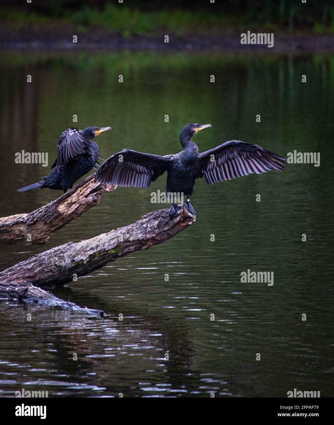 Zwei schwarze Kormorane trocknen ihre Flügel, hoch oben auf einem Ast in einer pond.uk Stockfoto