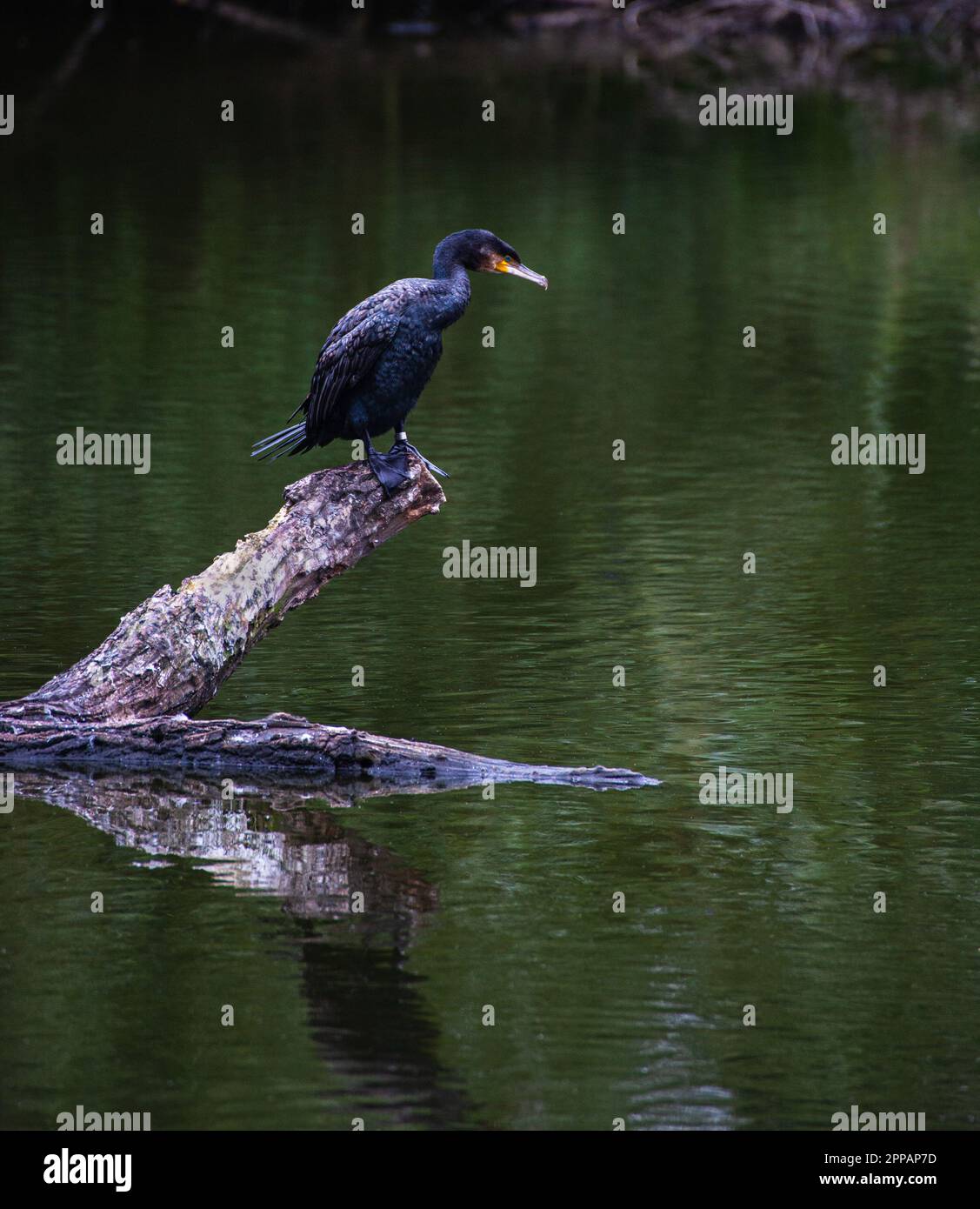Ein Kormoran, hoch oben auf einem Ast in einem Teich. Stockfoto