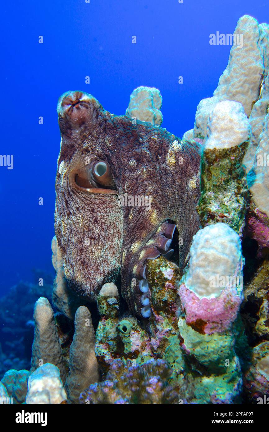 Grosser blauer Tintenfisch (Octopus cyaneus) unter Steinkorallen. Tauchplatz Erg Fougani Reef, Mangrove Bay, El Quesir, Ägypten, Rotes Meer Stockfoto