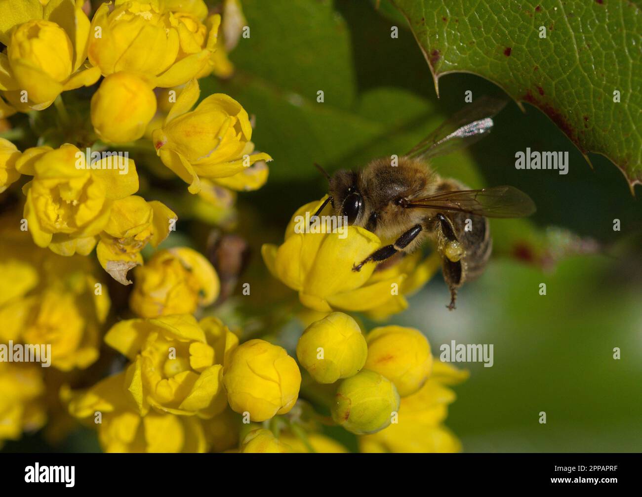 Makrofotografie einer Honigbiene auf einer Blume im Frühling Stockfoto