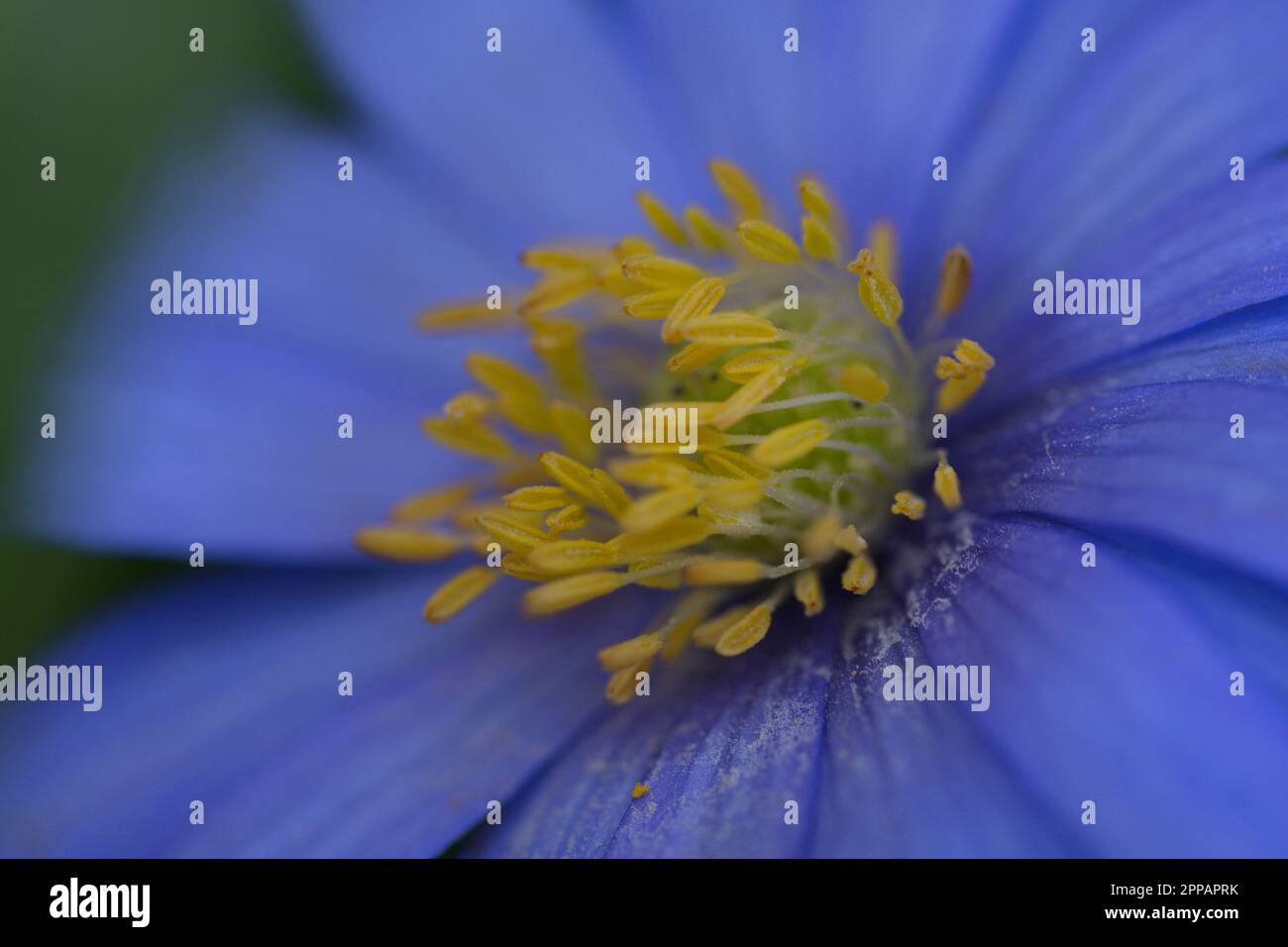 Makrofotografie einer blauen zitronenblüte im Frühling Stockfoto