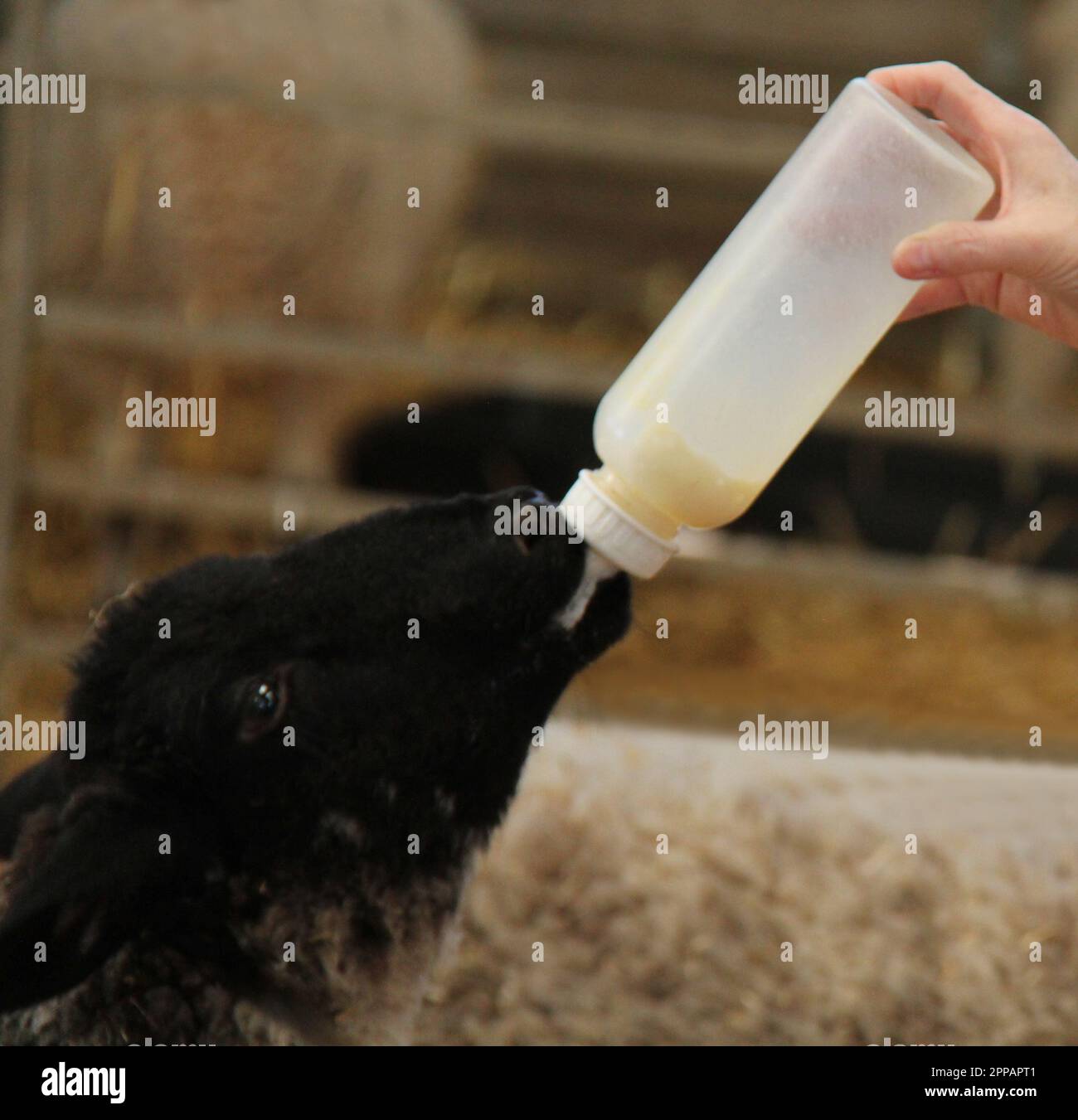 Ein Baby-Lamm, das aus einer Plastikflasche gefüttert wird. Stockfoto
