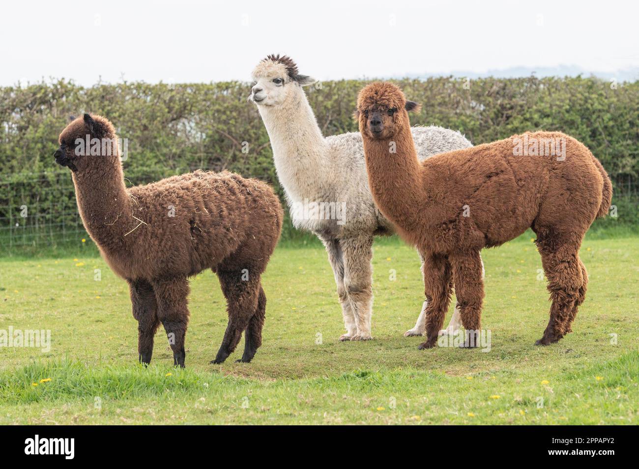 Alpakas in einem Feld Stockfoto