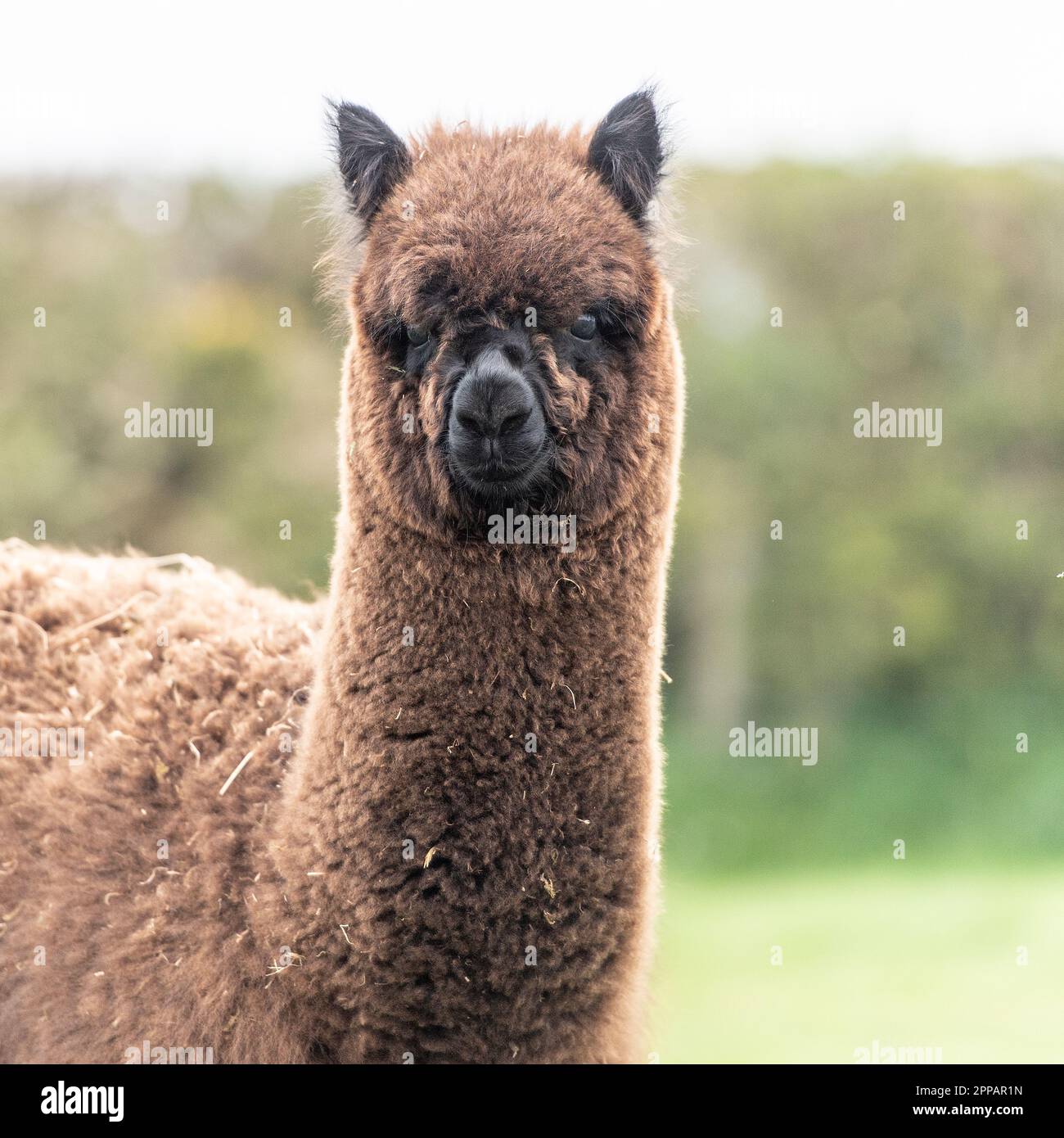 Alpaka an Kamera Stockfoto