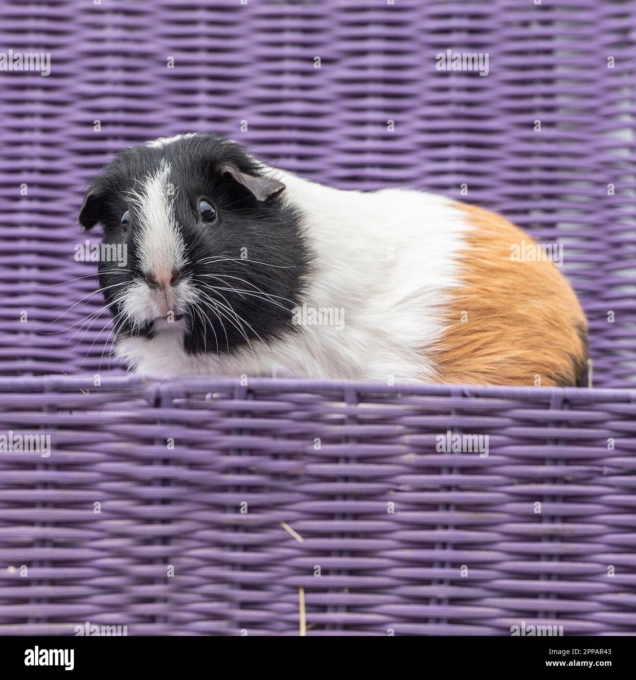 Guinea pig Stockfoto