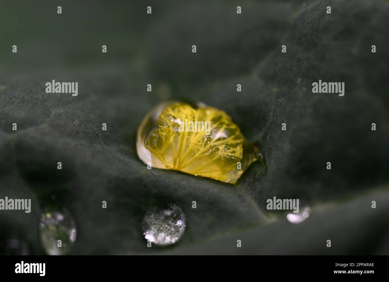 23. April 2023, Nordrhein-Westfalen, Lülsdorf: Ein Regentropfen umhüllt die gefallene Blume einer Raps Pflanze. Foto: Roberto Pfeil/dpa Stockfoto
