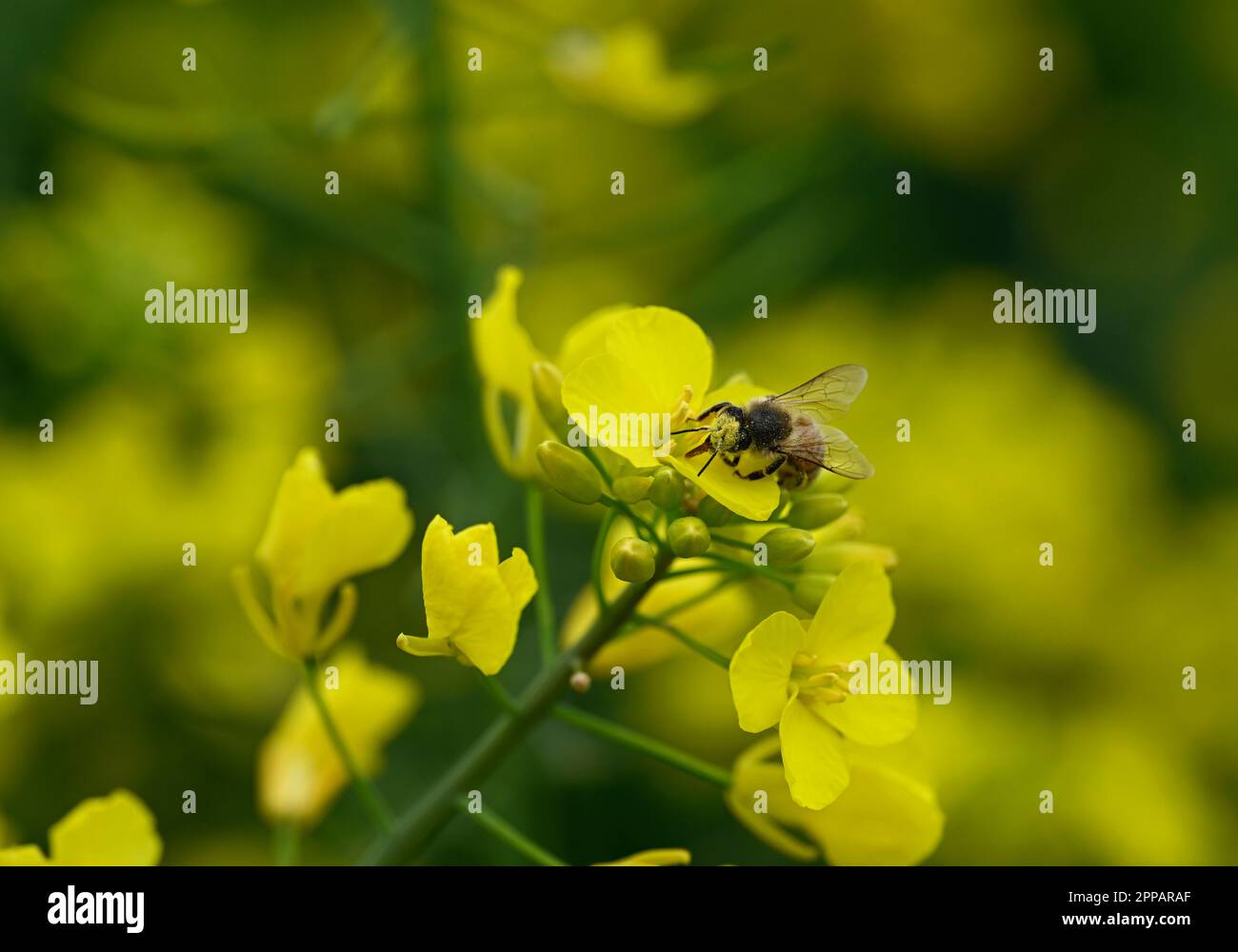 23. April 2023, Nordrhein-Westfalen, Lülsdorf: Eine Biene nimmt Nektar von einer Raps Blume. Foto: Roberto Pfeil/dpa Stockfoto