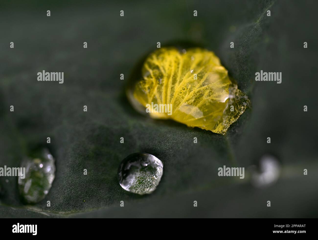 23. April 2023, Nordrhein-Westfalen, Lülsdorf: Ein Regentropfen umhüllt die gefallene Blume einer Raps Pflanze. Foto: Roberto Pfeil/dpa Stockfoto