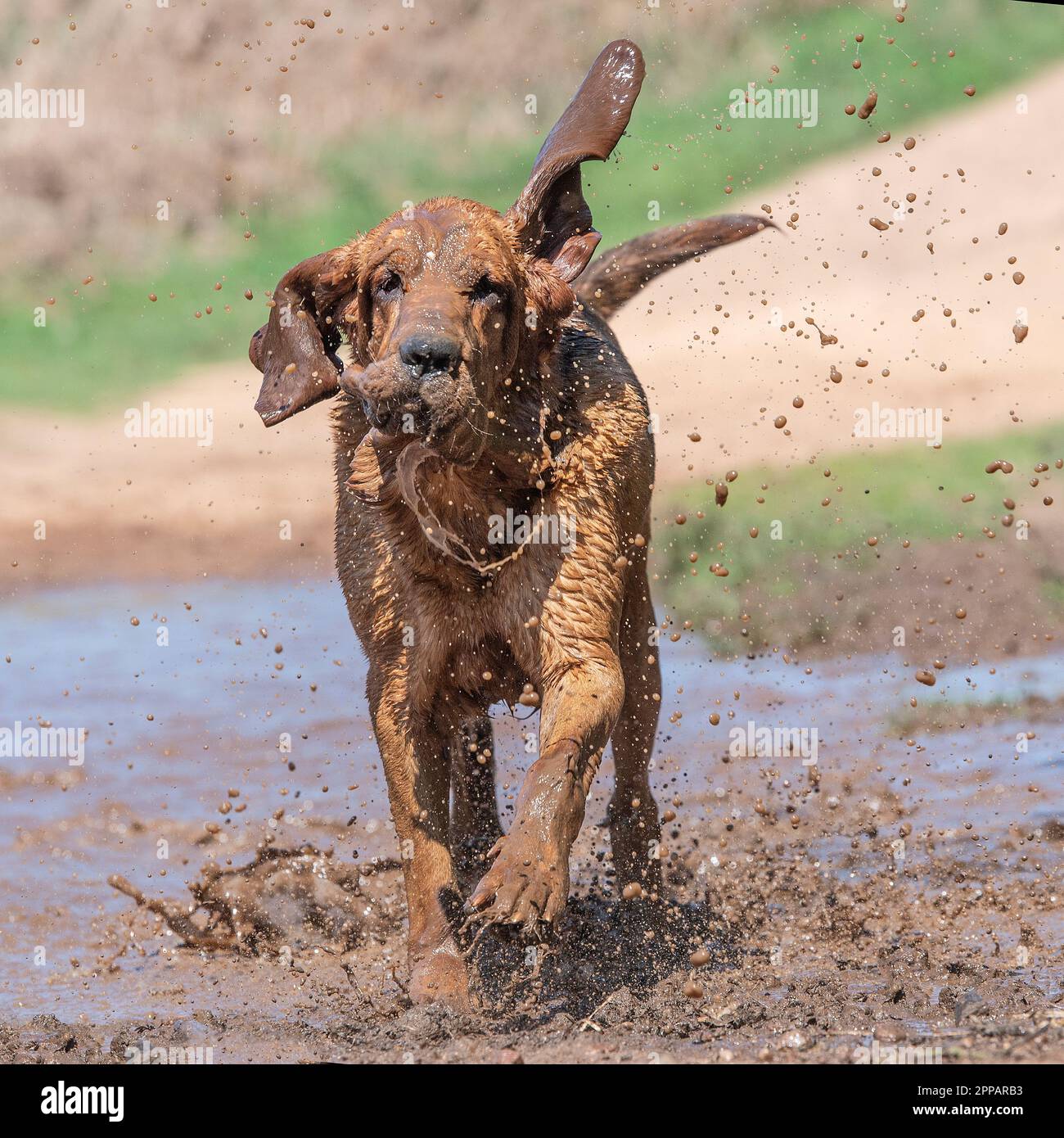 der bluthund rennt durch die schlammige Pfütze auf die Kamera zu Stockfoto