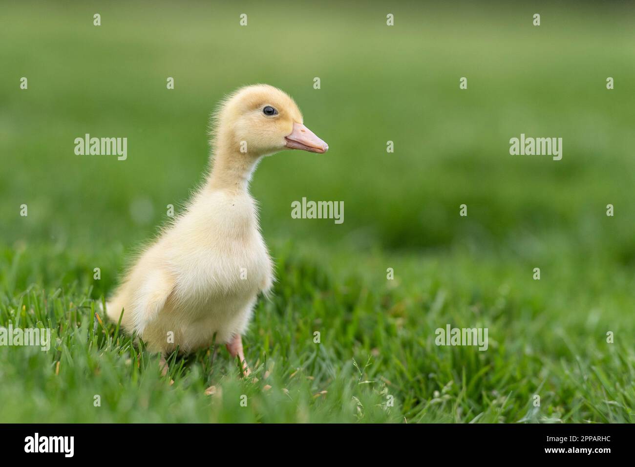 Süßes gelbes Entlein im Gras Stockfoto